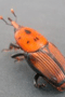 file/Image/newsletter_foto/20080331155804.gif