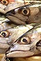 file/Image/newsletter_foto/20080414130843.jpg