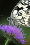 file/Image/newsletter_foto/20080506115519.gif