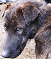 file/Image/newsletter_foto/20080616182028.gif