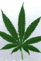 file/Image/newsletter_foto/20080701121954.gif