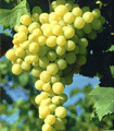 file/Image/newsletter_foto/20080729140916.gif