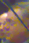 file/Image/newsletter_foto/20090526104433.gif