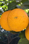 file/Image/newsletter_foto/20100121111333.gif