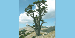 file/Image/newsletter_foto/20100121114623.gif