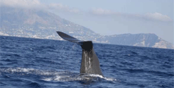 file/Image/newsletter_foto/20100506173003.gif