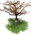 file/Image/newsletter_foto/20100507174446.gif