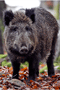 file/Image/newsletter_foto/20101209121425.gif