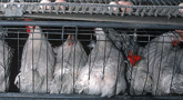 file/Image/newsletter_foto/20101220105118.gif