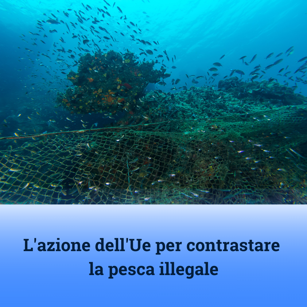 file/ELEMENTO_NEWSLETTER/24732/pesca_illegale.png